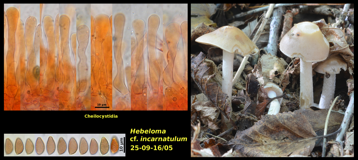 Picture of Hebeloma incarnatulum